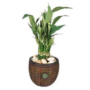 Bamboo Plant