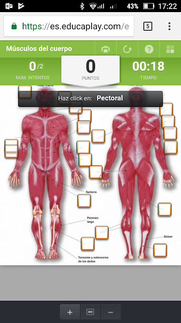 https://es.educaplay.com/es/recursoseducativos/12958/musculos_del_cuerpo_humano.htm