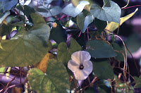 Ipomoea obscura