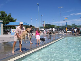 Scout the Golden Retriever about to be launched into the Lincoln Park Pool during Dog Days