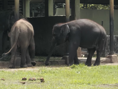 foto gajah di kebun binatang gembiraloka