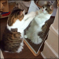 Funny Cat GIF • Confused cat looking at himself in mirror. 'But...where are you Bro?' [ok-cats.com]