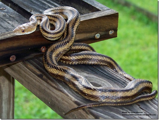 snake & squirrel 009cs