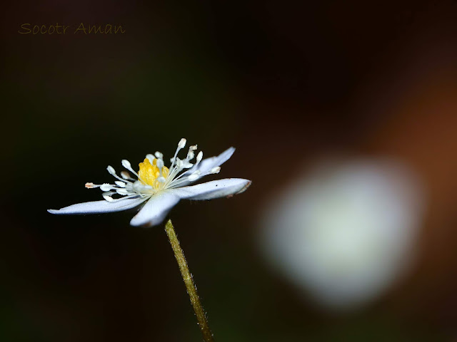 Anemone flaccida