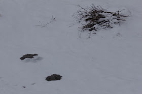 Winter pocket gopher mounds near brush pile