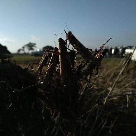 Nova nuvem de gafanhotos surgiu no Paraguai e pode chegar ao RS