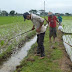 Pokok Pikiran Teks Sistem Irigasi Subak
