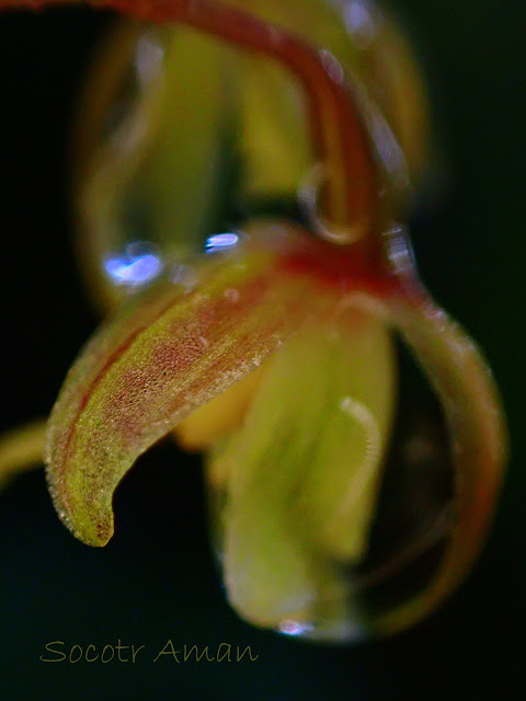 Ephippianthus schmidtii