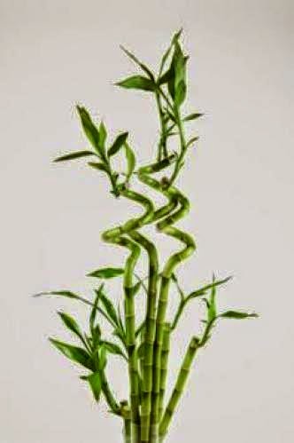 A Feng Shui Perspective On Houseplants