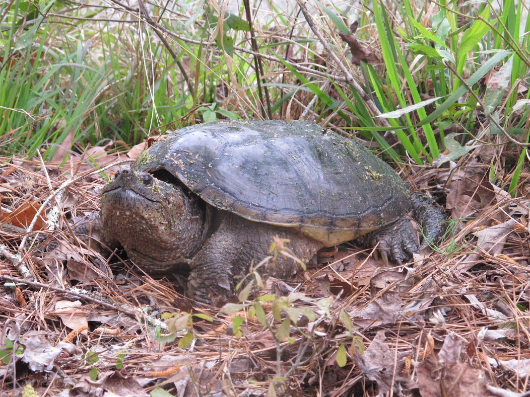 Our Herp Class: Common Snapping Turtle