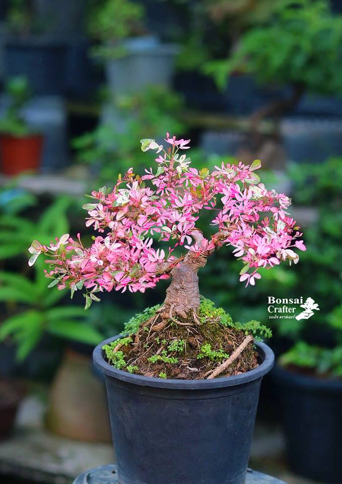 Bonsai Asem Londo Varigata