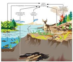 Carbon cycle