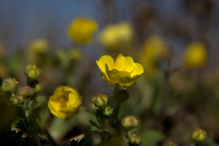 homoki pimpó (Potentilla arenaria)