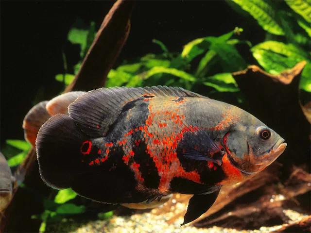 ปลาออสก้า Astronotus ocellatus