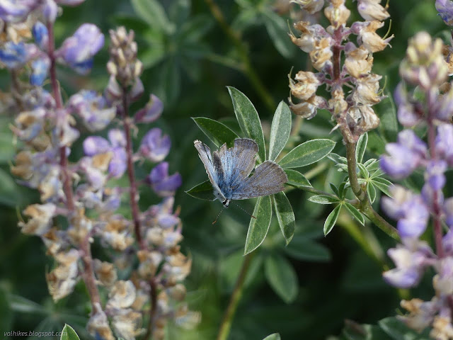 06: butterfly and flowers