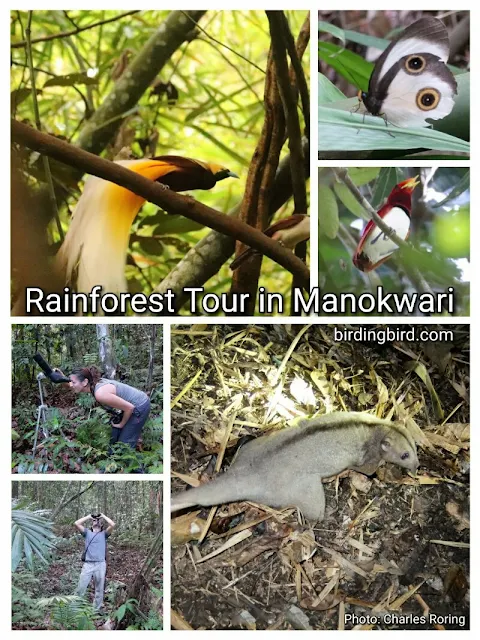 Rainforest tour in Manokwari regency of West Papua