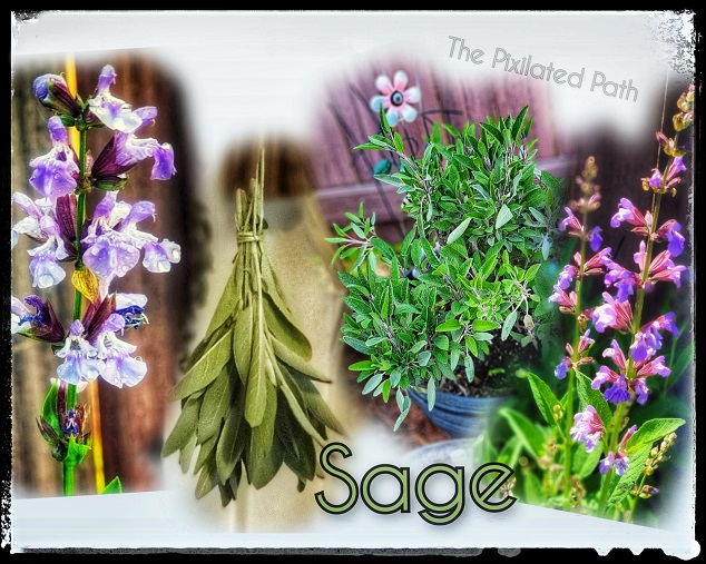 The Power of Plants: Sage (Salvia Officinalis)