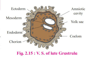 V.S of late Grastrula