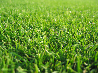 Green Grass Wallpaper