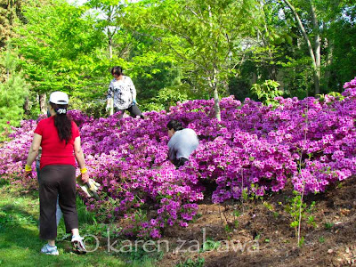 Brilliant mauve flowers on Herbert azaleas, BRG Mississauga Ontario. (Port Credit)