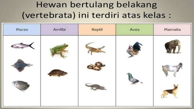  Hewan  Vertebrata Hewan  Bertulang  Belakang  Pengertian 