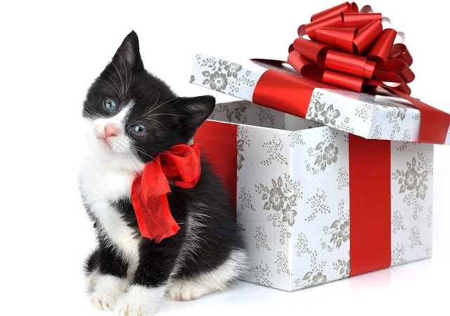 Kitty Christmas Kittens Wallpaper free Download HD 