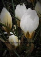 flor-crocus-snow-bunting