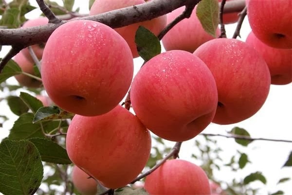 Perhatian Peminat Buah Epal! Ruginya Kalau Kita Kupas Dan Buang Kulit Epal, Ini Sebabnya...