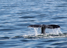 Gray Whale Tail 