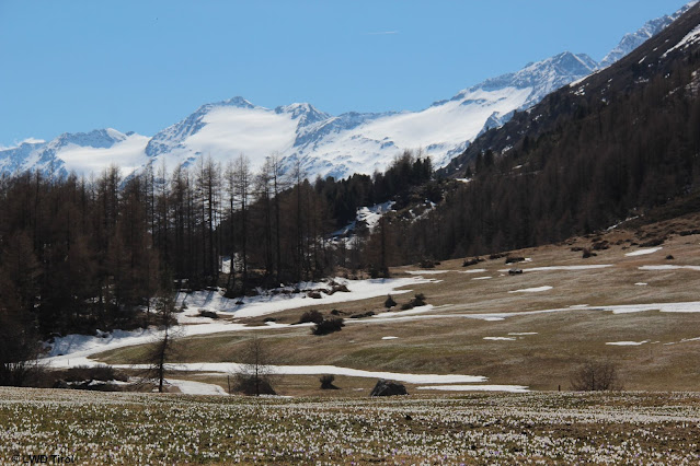 Krokusblüte - der Frühling kehrt ein. Gurgler Gruppe (Foto: 20.04.2022)