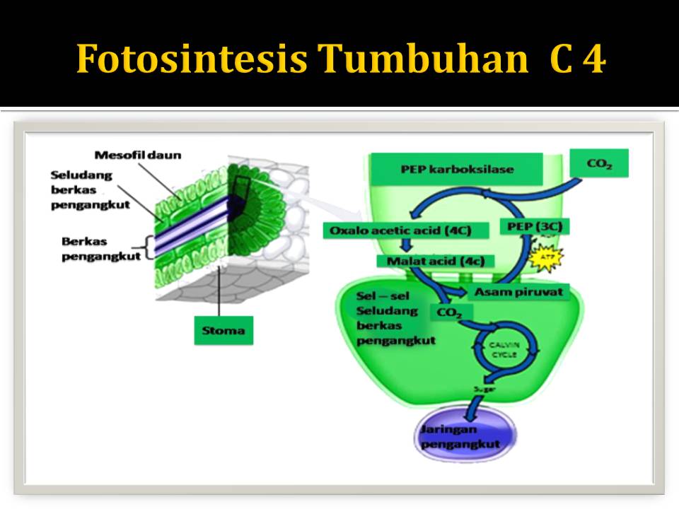 TITI ETIKA TUMBUHAN C3 C4 DAN CAM