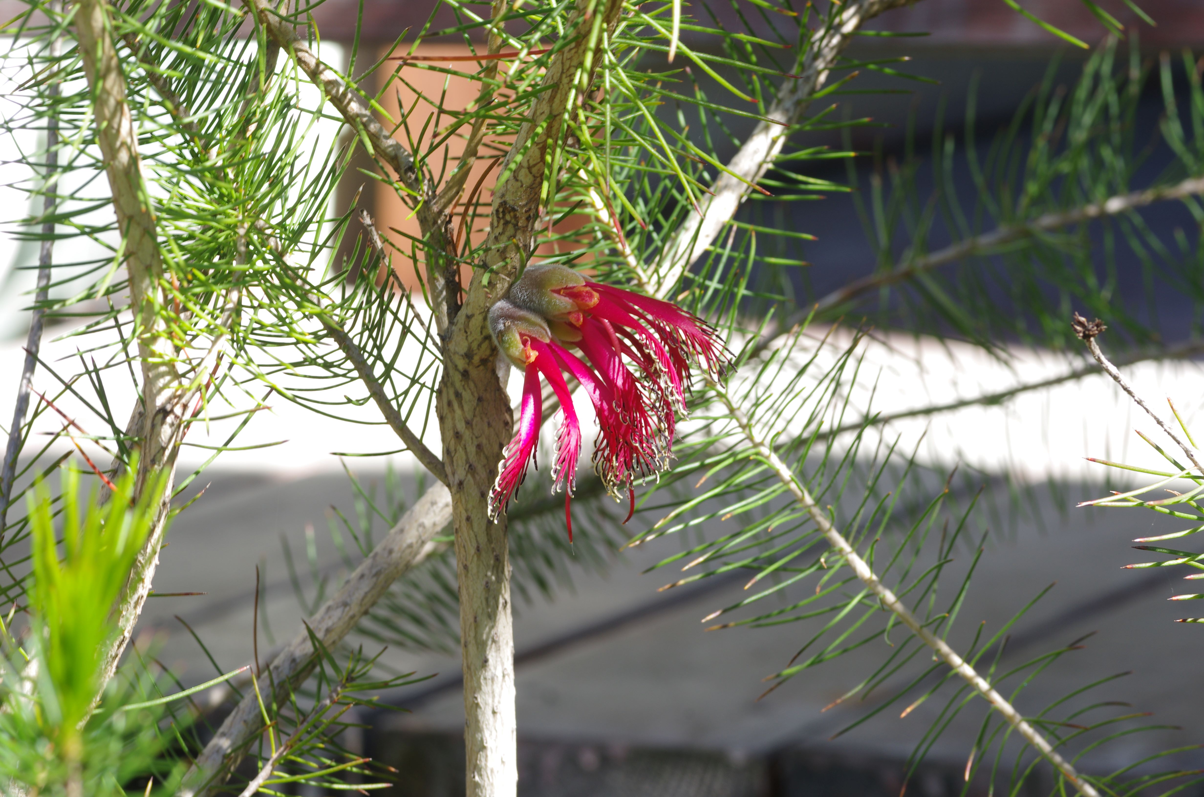 Calothamnus quadrifidus