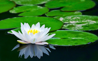 Foto Bunga Teratai Putih Yang Indah_Lotus Flower Picture