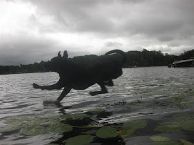 dog jumping off dock into the lake