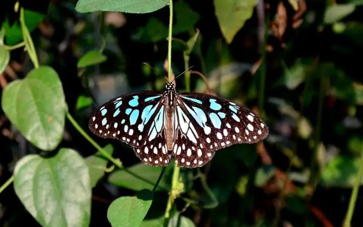 12 Most Poisonous Butterflies In The World
