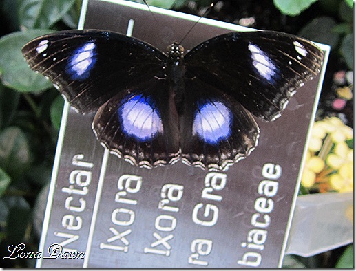 LG_Great_Eggfly