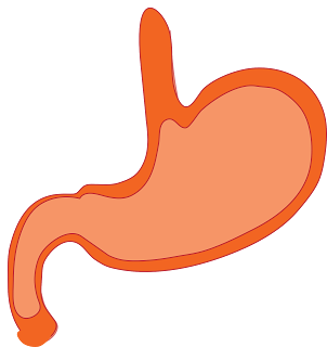 Digestive-System,anatomy-of-digestive-system,organs-of-digestive-system,stomach,