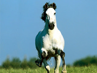 White Horse