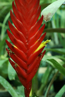 Vriesea heterostachys - Tillandsia heterostachys