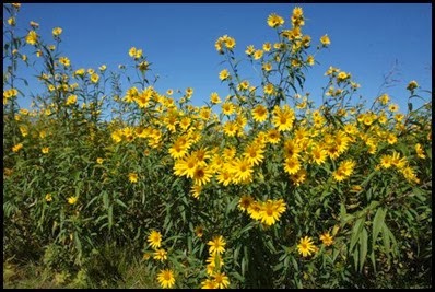 FallSunflowers