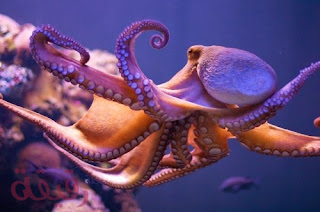 صور اخطبوط , خلفيات اخطبوط البحر رائعة لمحبي الحياة البحرية