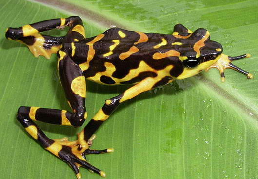 variable-harlequin-frog.jpg