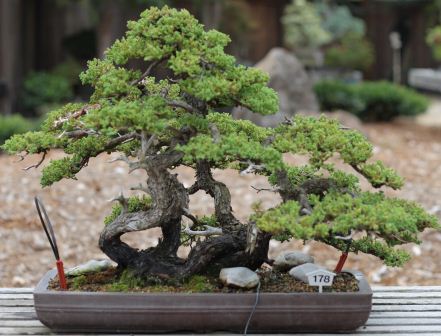 Membuat Pot Bonsai Sendiri