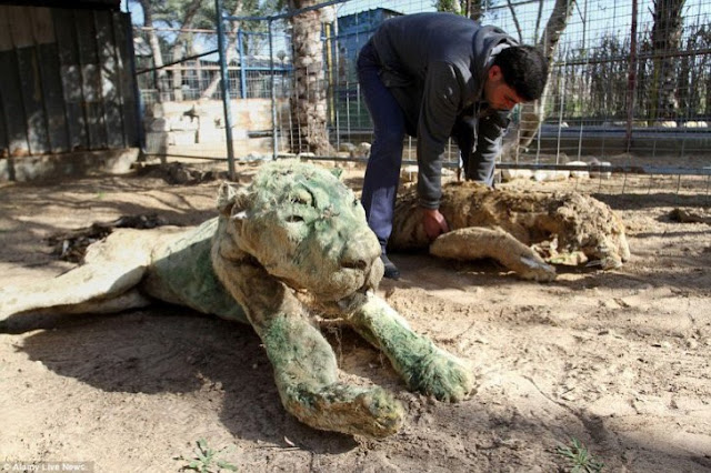  El peor zoológico del mundo es clausurado