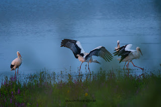 Wildlifefotografie Lippeaue Weißstorch