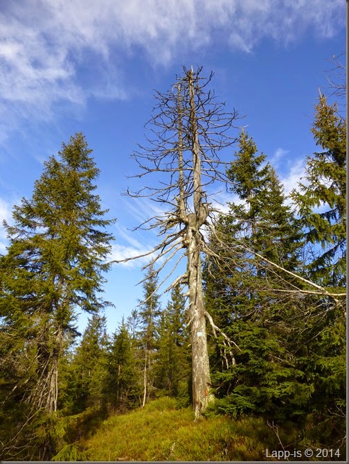 Marifjell 037