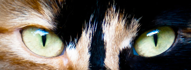 close up of cat's eyes