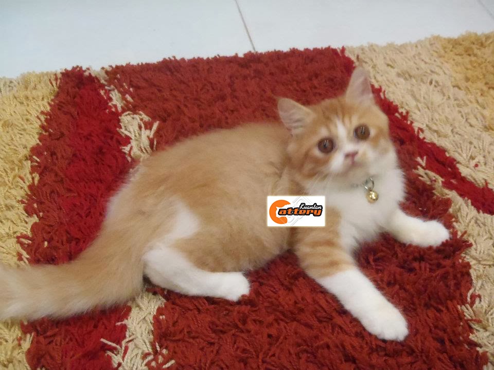  Kucing  Persian di  Kuantan Pahang Malaysia  Kucing  Persian Kami