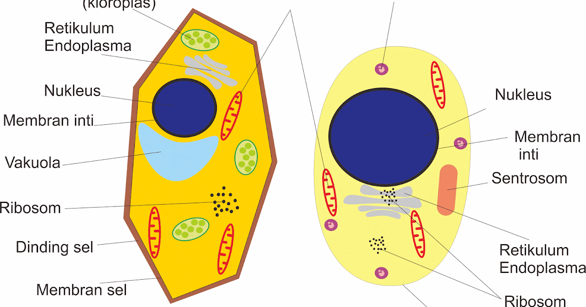  Perbedaan  Sel  Hewan  dan  Sel  Tumbuhan  Biologi Sel 
