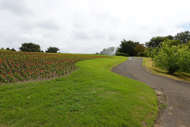 鳥取県西伯郡南部町鶴田　とっとり花回廊　花の丘